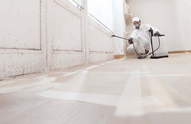 24/7 Emergency Attic Mold Removal experts in Brighton, MI