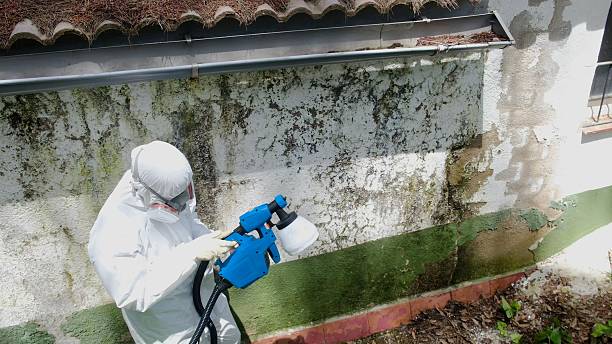 Trusted Bathroom Mold Removal service in Brighton, MI - Cheap Mold Removal